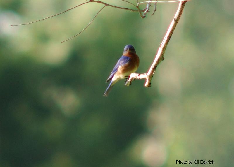 Eastern Bluebird 